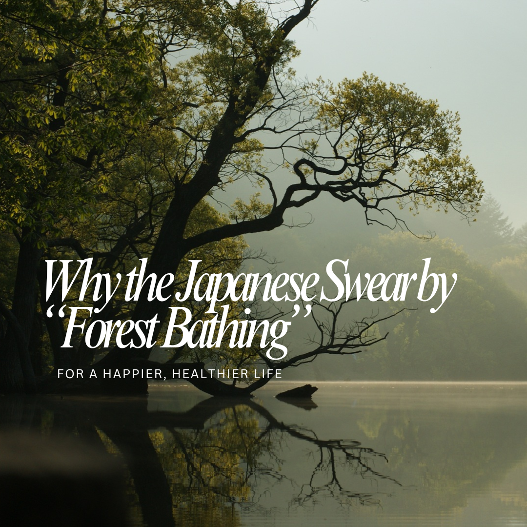 Why the Japanese Swear by “Forest Bathing” for a Happier, Healthier Life
